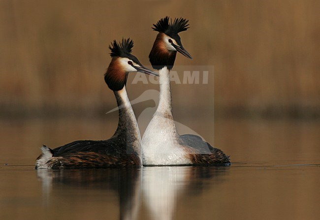 Great Crested Grebe adults displaying Netherlands, Fuut volwassenen baltsend Nederland stock-image by Agami/Menno van Duijn,