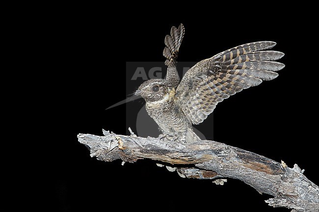 Adult male
Pima Co., AZ
May 2014 stock-image by Agami/Brian E Small,