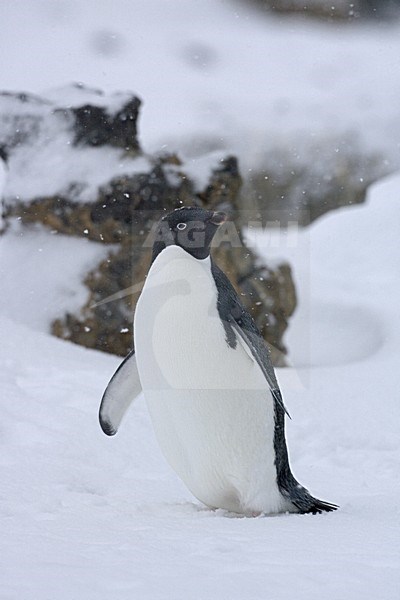 Adelie Penguin in the snow; Adelie Pinguin in de sneeuw stock-image by Agami/Marc Guyt,