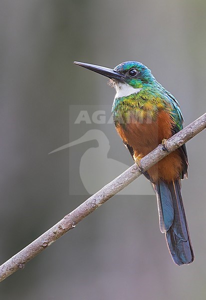 Green-tailed jacamar, Galbula galbula, in Guyana. stock-image by Agami/Dubi Shapiro,