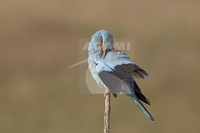Scharrelaar poetsend op tak; European Roller preening on branch stock-image by Agami/Jari Peltomäki,