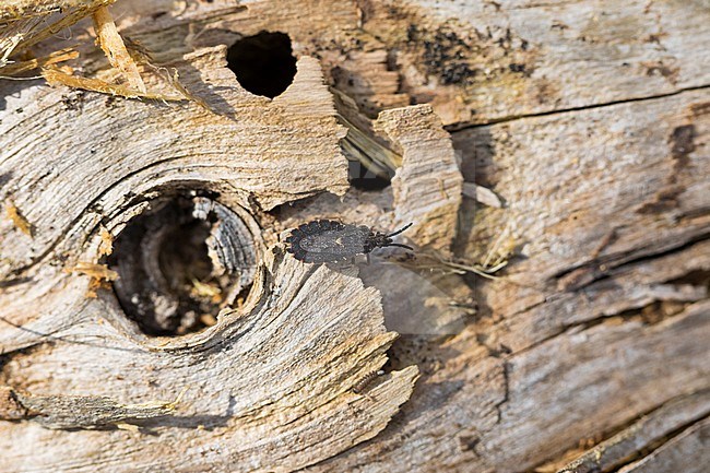 Aradus betulinus, imago stock-image by Agami/Ralph Martin,