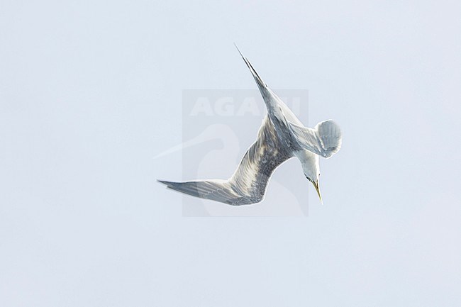 Great Crested Tern (Thalasseus bergii cristatus) at sea in the Pacific Ocean, around the Solomon Islands. Diving for fish. stock-image by Agami/Marc Guyt,