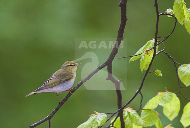 Fluiter zittend op tak; Wood Warbler perched on branch stock-image by Agami/Ran Schols,
