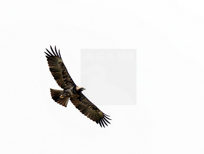 Wahlberg's eagle (Hieraaetus wahlbergi) in flight in Uganda. stock-image by Agami/Dani Lopez-Velasco,