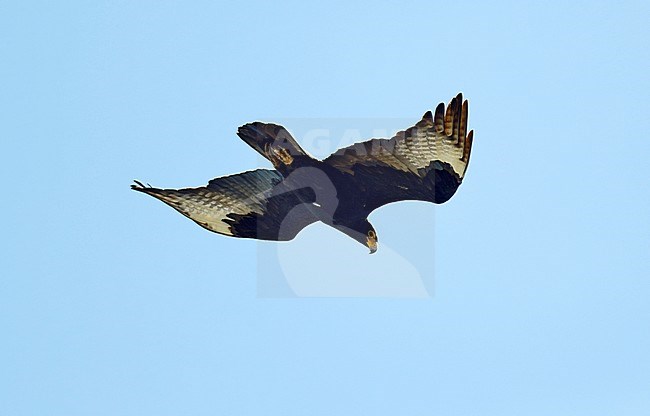 Adulte Zwarte Arend in vlucht, Verreaux's Eagle (Aquila verreauxii) adult in flight stock-image by Agami/Dick Forsman,