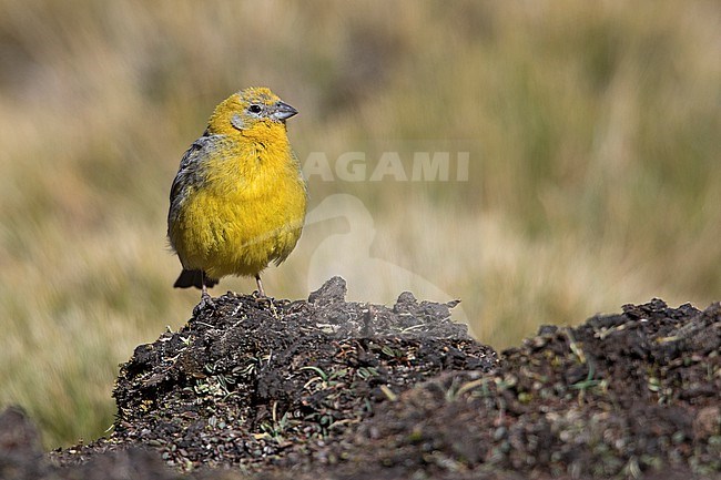 A male Bright-rumped Yellow Finch (Sicalis uropigyalis) at Salinas, Arequipa, Peru. stock-image by Agami/Tom Friedel,