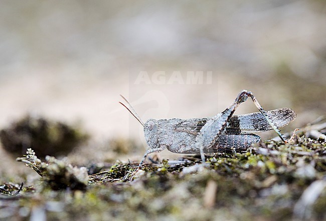 blue-winged grasshopper, Blauwvleugelsprinkhaan, Oedipoda caerulescens stock-image by Agami/Wil Leurs,