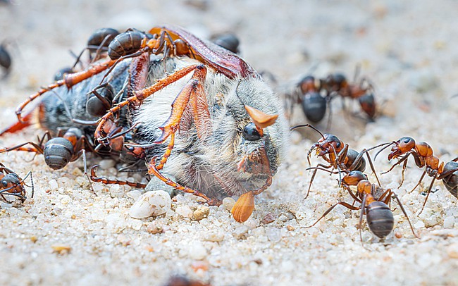 European red wood ants (Formica polyctena) with dead Common cockchafer (Melolontha melolontha) stock-image by Agami/Lennart Verheuvel,