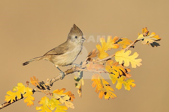 Adult 
Santa Barbara Co., CA
November 2022 stock-image by Agami/Brian E Small,