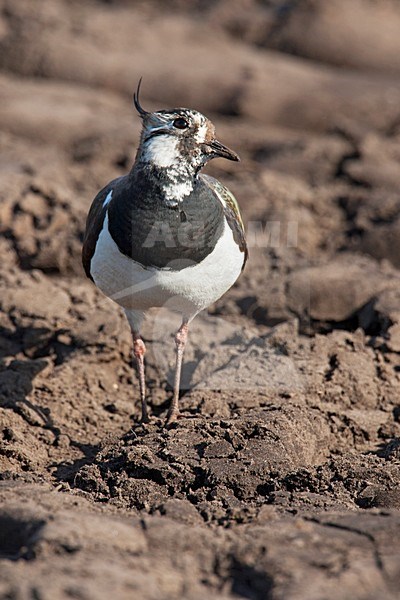 Kievit op kale akker, Northern Lapwing on farmland stock-image by Agami/Wil Leurs,