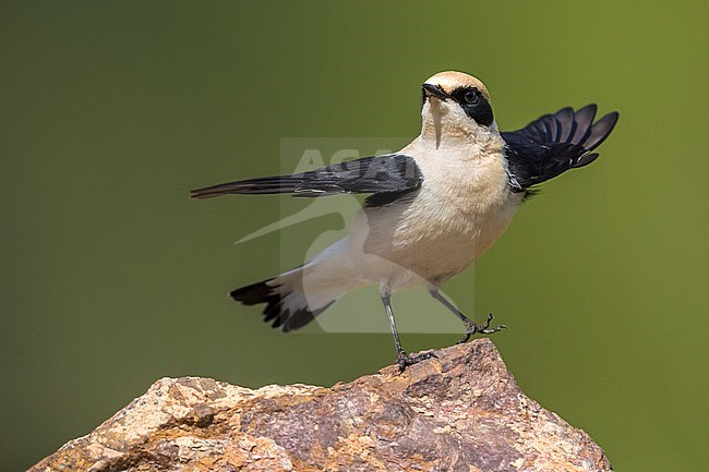 Western Black-eared Wheatear (Oenanthe hispanica) male perched on a rocky floor in Morocco and displaying stock-image by Agami/Daniele Occhiato,