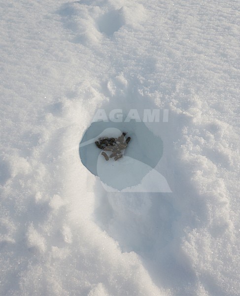 Sneeuwhol van Moerassneeuwhoen, Snow cave of Willow Ptarmigan stock-image by Agami/Markus Varesvuo,