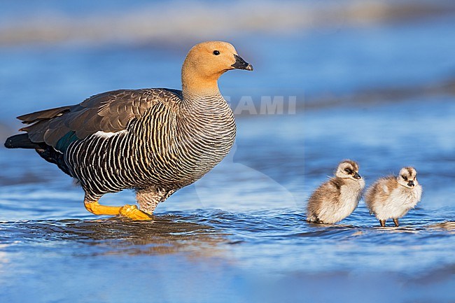 A female Upland Goose (Chloephaga picta) with ducklings  in Argentina stock-image by Agami/Dubi Shapiro,