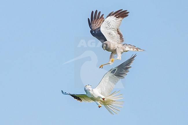 Adult males
Galveston Co., TX
May 2023 stock-image by Agami/Brian E Small,
