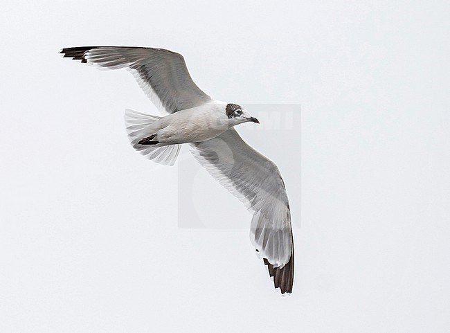 Wintering Franklin's Gull (Leucophaeus pipixcan) in northern Peru. stock-image by Agami/Pete Morris,