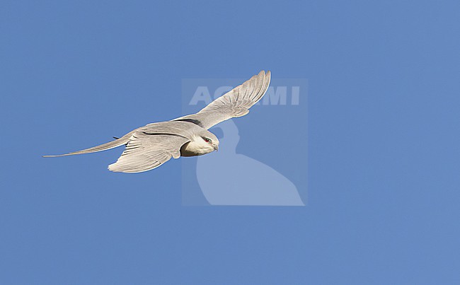 Scissor-tailed Kite (Chelictinia riocourii) in Senegal. stock-image by Agami/Ian Davies,