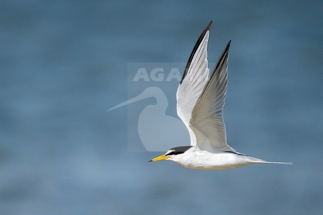 Adult Least Tern (Sternula antillarum) in breeding plumage in flight at the coast in Galveston County, Texas, USA. stock-image by Agami/Brian E Small,