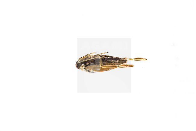 Notonecta glauca; Common Backswimmer stock-image by Agami/Theo Douma,