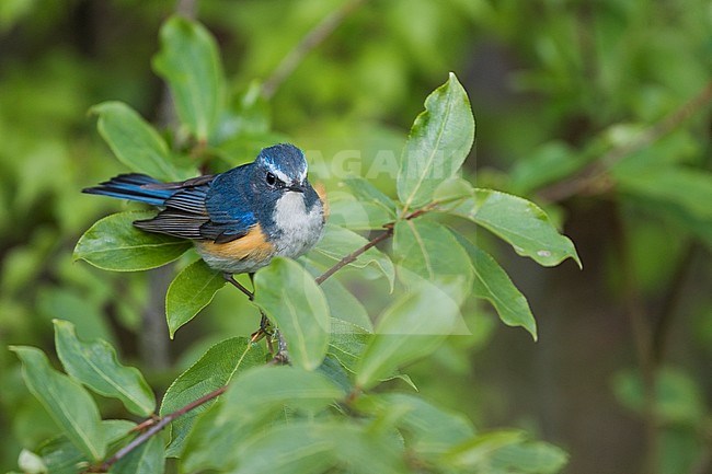 Adult male Red-flanked Bluetail (Tarsiger cyanurus) in pine forest in Russia near lake Baikal. Also known as the Orange-flanked Bush Robin. stock-image by Agami/Ralph Martin,