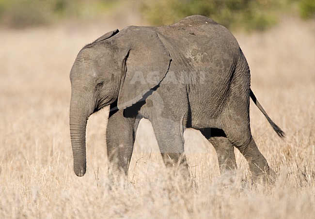 Afrikaanse Olifant in het Kruger Park; African Elephant at Kruger Park stock-image by Agami/Marc Guyt,