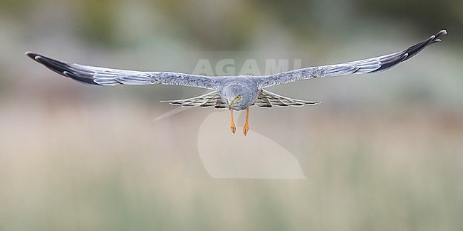 Cinereous Harrier (Circus cinereus) in flight  in Argentina stock-image by Agami/Dubi Shapiro,
