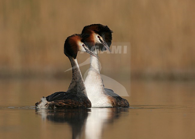 Great Crested Grebe adults displaying Netherlands, Fuut volwassenen baltsend Nederland stock-image by Agami/Menno van Duijn,