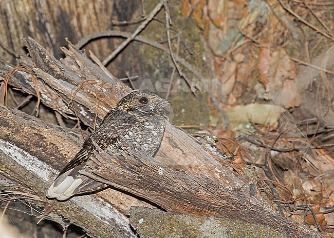 Mexican Whip-poor-will, Antrostomus arizonae, in Mexico. stock-image by Agami/Pete Morris,