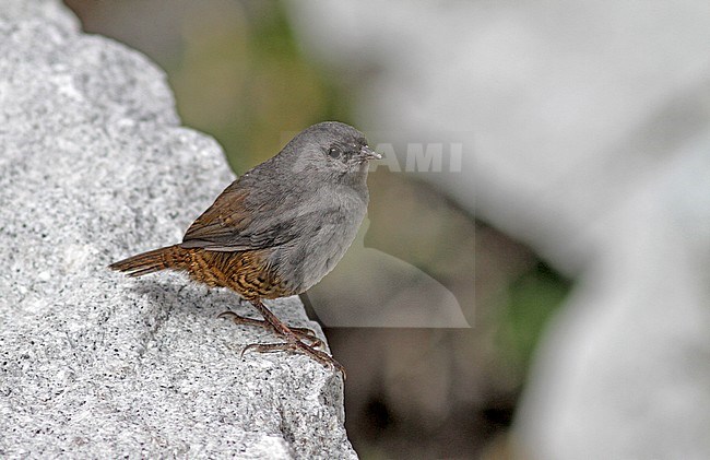 Ancash tapaculo (Scytalopus affinis) perched on a rock in Peru. stock-image by Agami/Pete Morris,