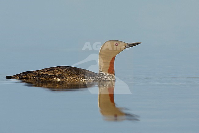 Adult Red-throated Diver (Gavia stellata) in summer plumage on tundra lagoon on Seward Peninsula, Alaska, United States. stock-image by Agami/Brian E Small,