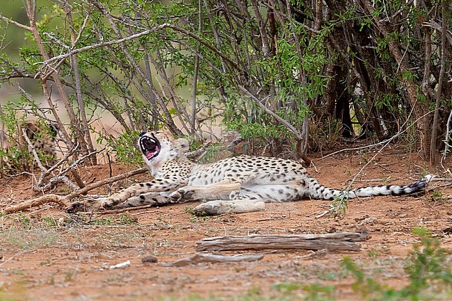 Cheetah (Acinonyx jubatus), female cub yawning, Mpumalanga, South Africa stock-image by Agami/Saverio Gatto,