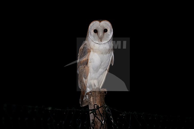 Barn Owl (Tyto alba), fornt view of an adult perched on a post, Campania, Italy stock-image by Agami/Saverio Gatto,