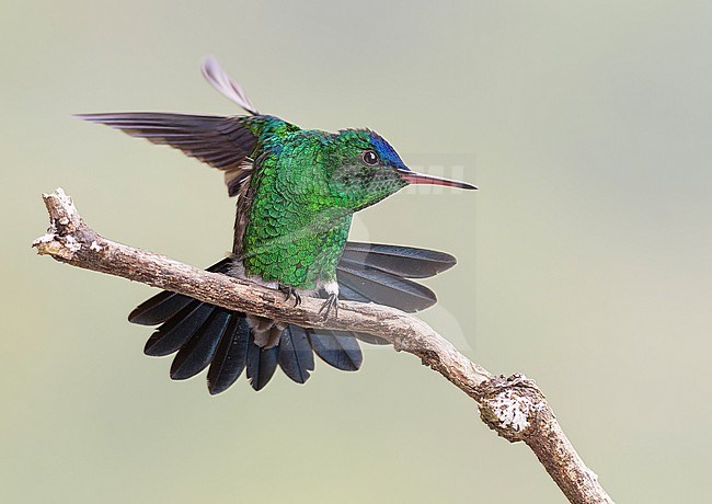 An endemic male Indigo-capped Hummingbird (Saucerottia cyanifrons) stretching the wings and tail perched on a branch in Bogotá, Colombia, South-America. stock-image by Agami/Steve Sánchez,