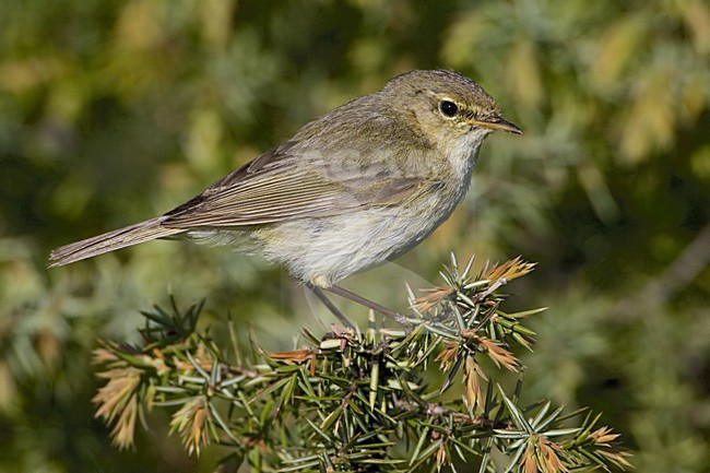 Common Chiffchaff perched on branch; Tjiftjaf zittend op tak stock-image by Agami/Daniele Occhiato,