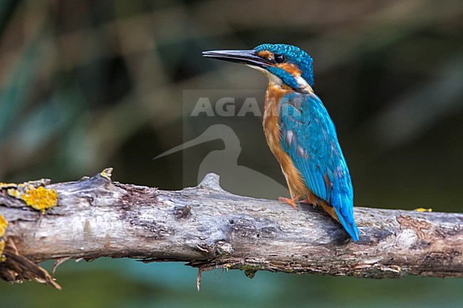 IJsvogel zittend op tak, Common Kingfisher perched on a branch stock-image by Agami/Daniele Occhiato,