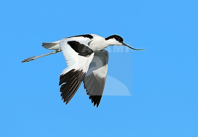 Flying Pied Avocet, Recurvirostra avosetta, at Hyères - France stock-image by Agami/Aurélien Audevard,