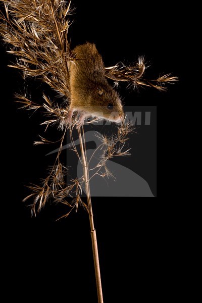 Dwergmuis in rietpluim; Harvest Mouse in reed stem stock-image by Agami/Theo Douma,