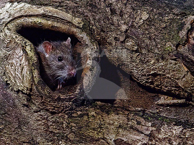 Rattus Norvegicus, Brown Rat looking out an old trunk stock-image by Agami/Rob Riemer,
