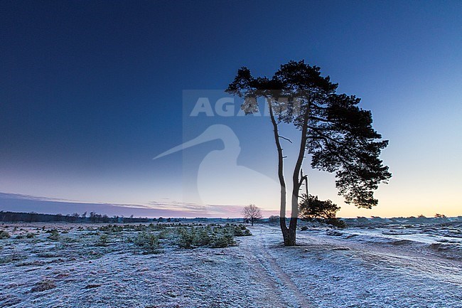 Winter landscape Drents Friese Wold stock-image by Agami/Wil Leurs,
