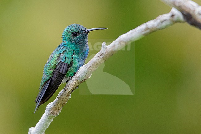 A Male Shining-green Hummingbird (Chrysuronia goudoti goudoti) at Huila, Colombia. stock-image by Agami/Tom Friedel,