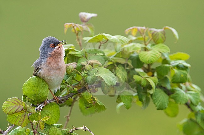 Male Moltoni's Warbler (Sylvia subalpina) perched on a low bush in Italy. stock-image by Agami/Daniele Occhiato,
