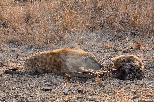 Rustende Gevlekte Hyena\'s; Resting Spotted Hyena\'s stock-image by Agami/Marc Guyt,
