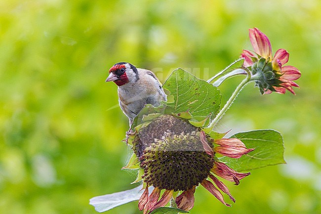 European Goldfinch, Carduelis carduelis, adult on sunflower stock-image by Agami/Menno van Duijn,