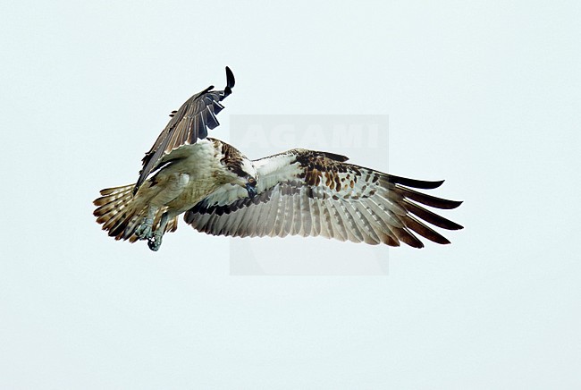 Visarend, Osprey (Pandion haliaetus) stock-image by Agami/Dick Forsman,
