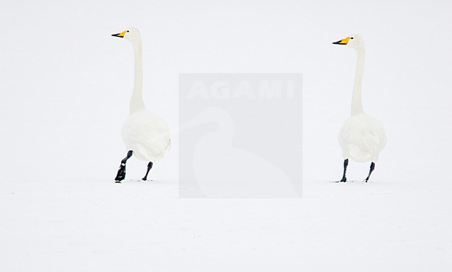 Wilde Zwaan in de sneeuw; Whooper Swan in the snow stock-image by Agami/Menno van Duijn,