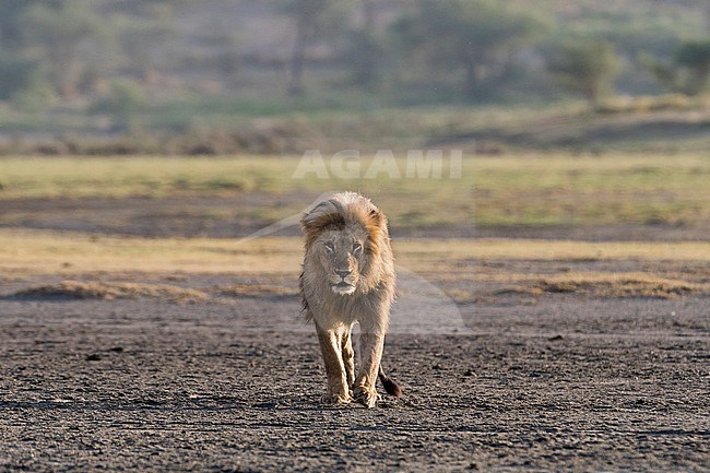 Portrait of a male lion, Panthera leo, patrolling the territory and walking towards the camera. Ndutu, Ngorongoro Conservation Area, Tanzania stock-image by Agami/Sergio Pitamitz,