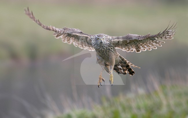 Havik onvolwassen landend; Northern Goshawk immature landing stock-image by Agami/Han Bouwmeester,