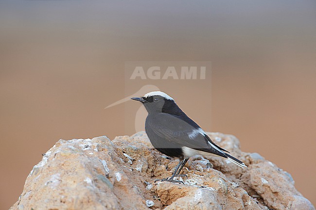 Adult White-crowned Wheatear (Oenanthe leucopyga) in winter plumage perched on a rock stock-image by Agami/Arie Ouwerkerk,