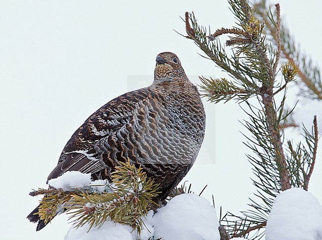 Vrouwtje Korhoen, Black Grouse female stock-image by Agami/Markus Varesvuo,