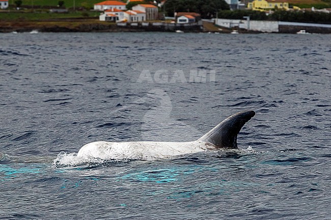 Risso's Dolphin swiming off Graciosa, Azores. August 2012. stock-image by Agami/Vincent Legrand,